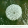 aricia teberdina tcheget ovum 1